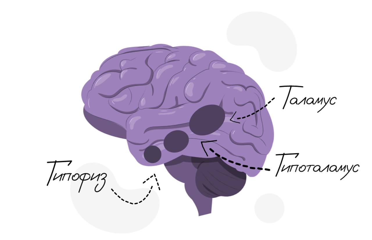 Другие структуры головного мозга