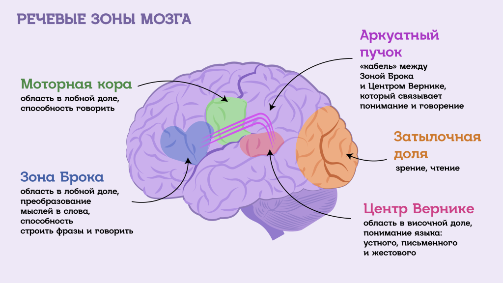 Речевые зоны мозга