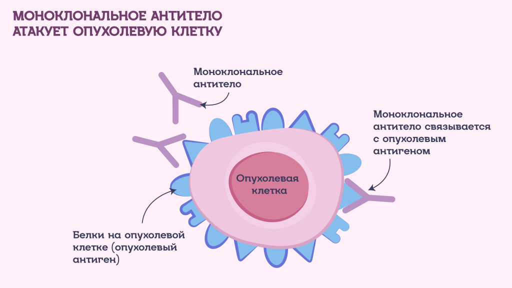 Что такое таргетная терапия: Моноклональное антитело атакует опухолевую клетку
